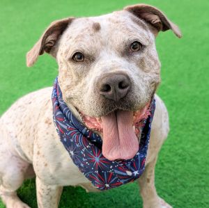 Hi everybody My name is Snow White and Im a spayed 3-year-old Staffordshire Terrier mix that cu