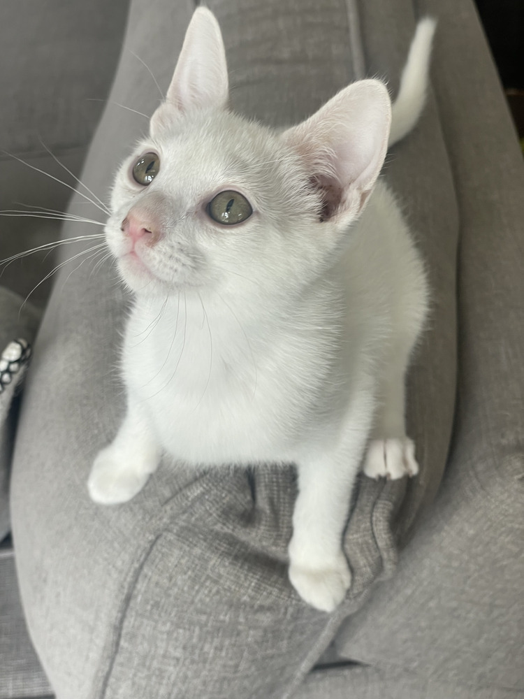 Sugar, an adoptable Domestic Short Hair in Lafayette, CO, 80026 | Photo Image 3