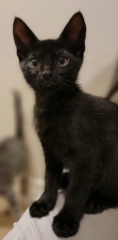 Licorice, an adoptable Domestic Short Hair in Lafayette, CO, 80026 | Photo Image 1