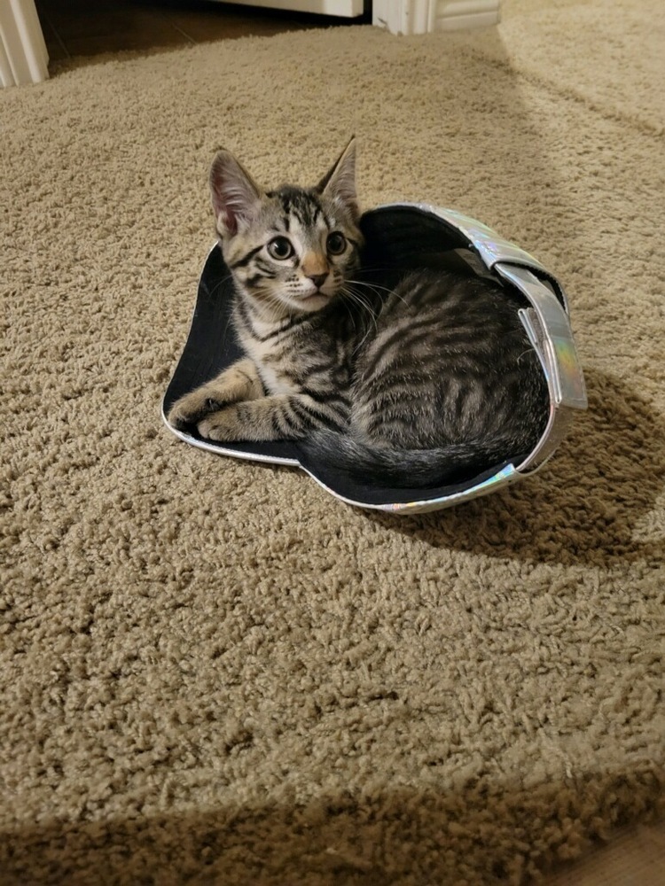 Kit Kat, an adoptable Domestic Short Hair in Lafayette, CO, 80026 | Photo Image 1