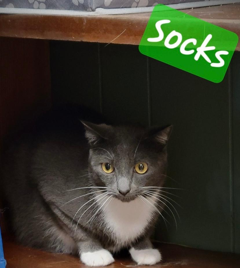 Socks, an adoptable Domestic Short Hair in Perry, GA, 31069 | Photo Image 1