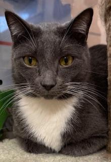 Socks, an adoptable Domestic Short Hair in Perry, GA, 31069 | Photo Image 2