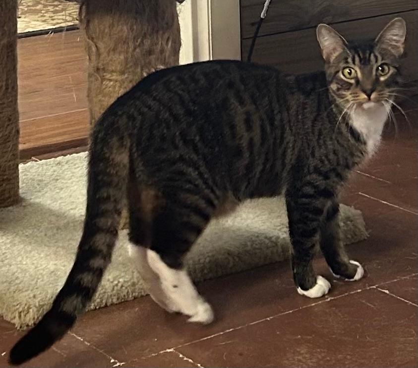 Ellie, an adoptable Tabby in Perry, GA, 31069 | Photo Image 1