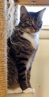 Ellie, an adoptable Tabby in Perry, GA, 31069 | Photo Image 2