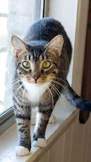 Ellie, an adoptable Tabby in Perry, GA, 31069 | Photo Image 3