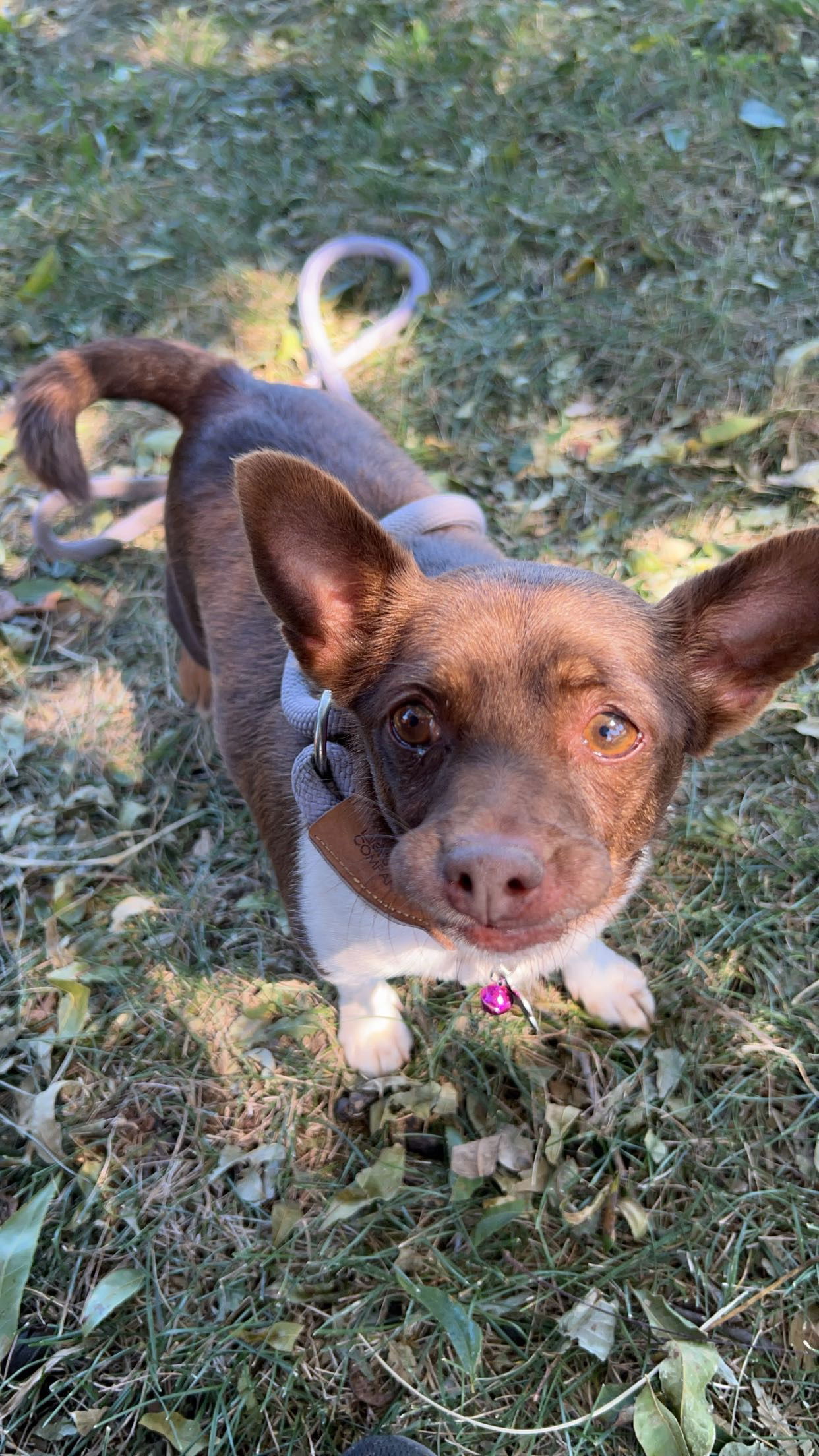 Helen, an adoptable Chihuahua in Chico, CA, 95973 | Photo Image 1