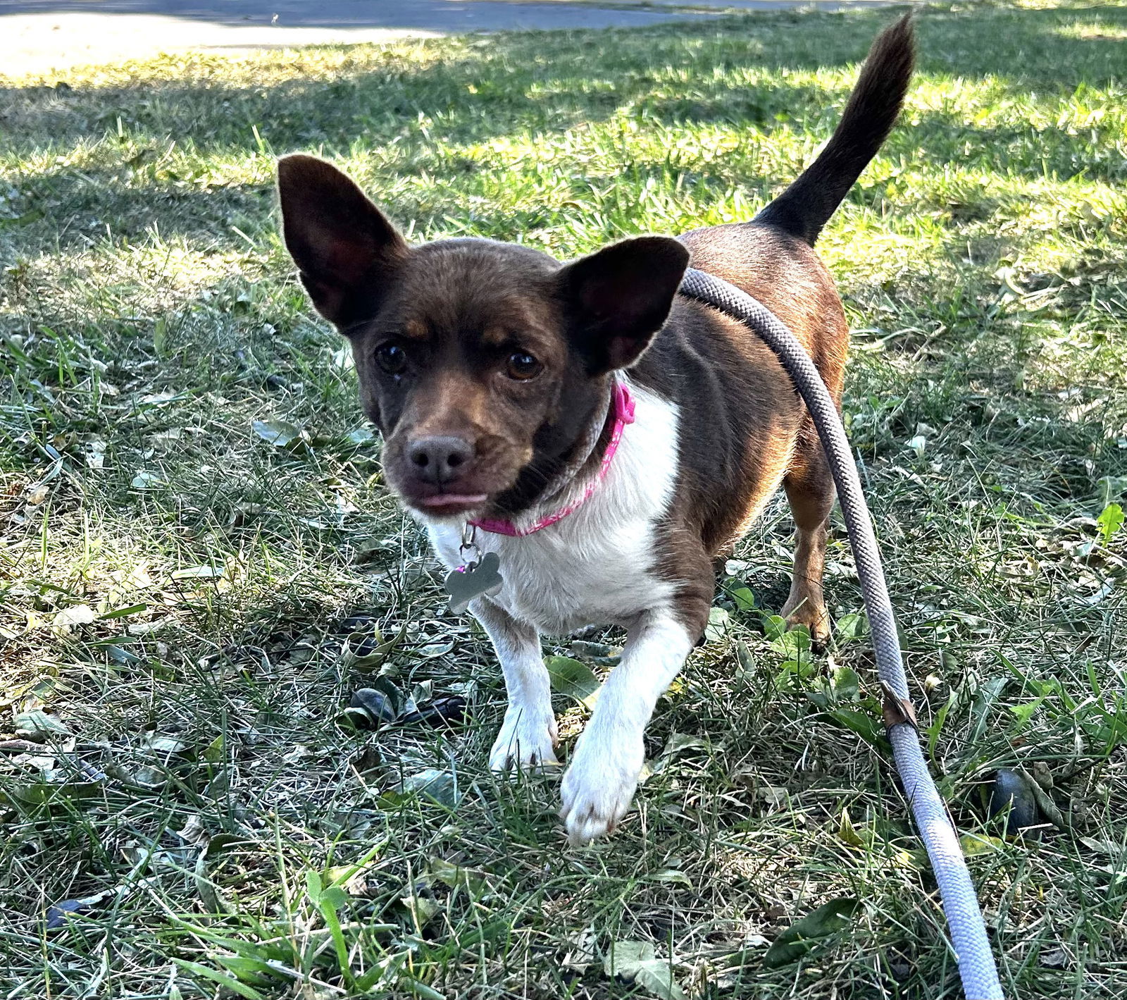 Helen, an adoptable Chihuahua in Chico, CA, 95973 | Photo Image 3