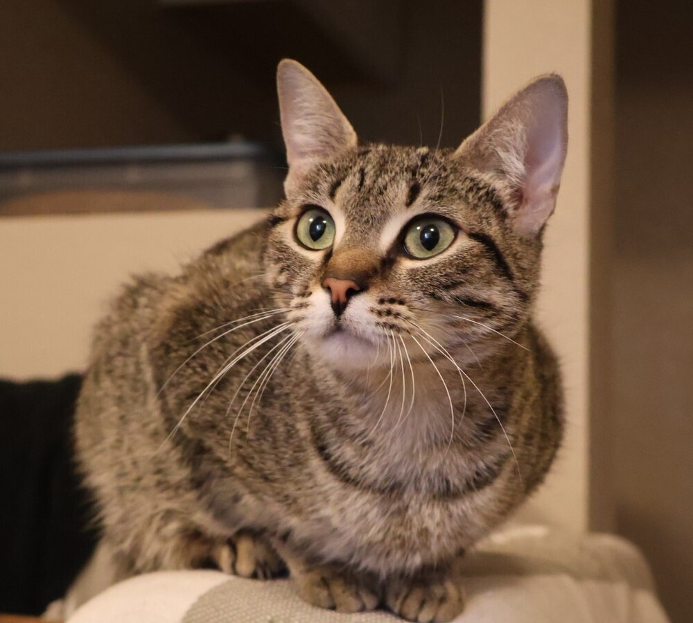 Makeda, an adoptable Domestic Short Hair in Lebanon, OR, 97355 | Photo Image 1