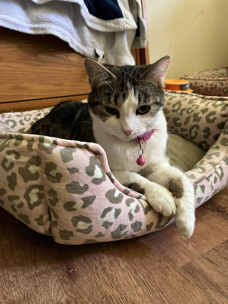 Bambi, an adoptable Domestic Short Hair in Lebanon, OR, 97355 | Photo Image 1