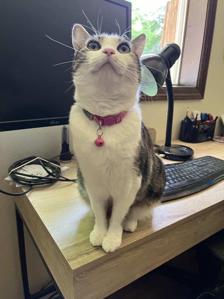 Bambi, an adoptable Domestic Short Hair in Lebanon, OR, 97355 | Photo Image 3