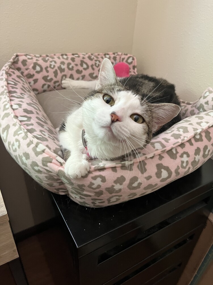 Butterfly, an adoptable Domestic Short Hair in Lebanon, OR, 97355 | Photo Image 1