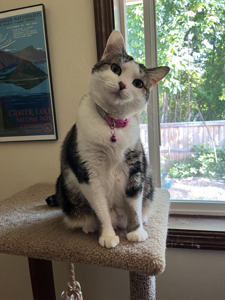 Butterfly, an adoptable Domestic Short Hair in Lebanon, OR, 97355 | Photo Image 2