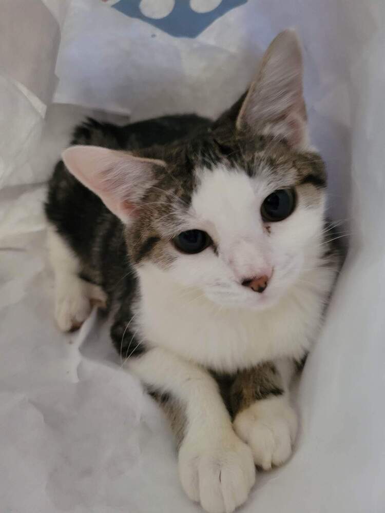 Butterfly, an adoptable Domestic Short Hair in Lebanon, OR, 97355 | Photo Image 6