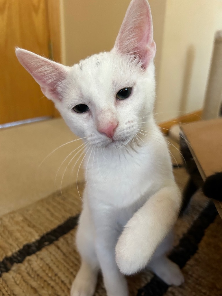 Sugar Bear, an adoptable American Shorthair in Claremore, OK, 74017 | Photo Image 1
