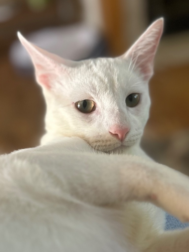 Sugar Bear, an adoptable American Shorthair in Claremore, OK, 74017 | Photo Image 1