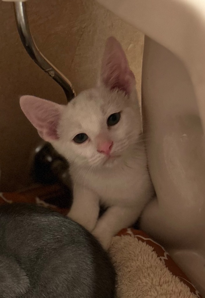 Sugar Bear, an adoptable American Shorthair in Claremore, OK, 74017 | Photo Image 2
