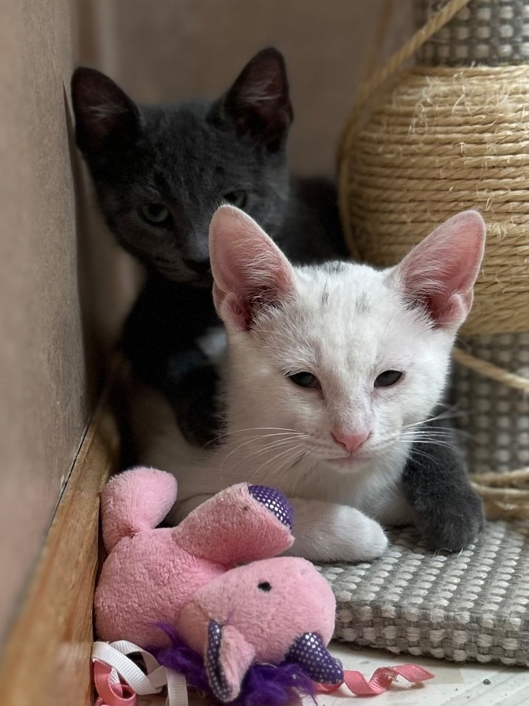 Sugar Bear, an adoptable American Shorthair in Claremore, OK, 74017 | Photo Image 2