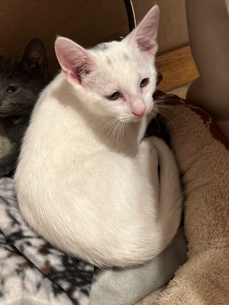 Sugar Bear, an adoptable American Shorthair in Claremore, OK, 74017 | Photo Image 3