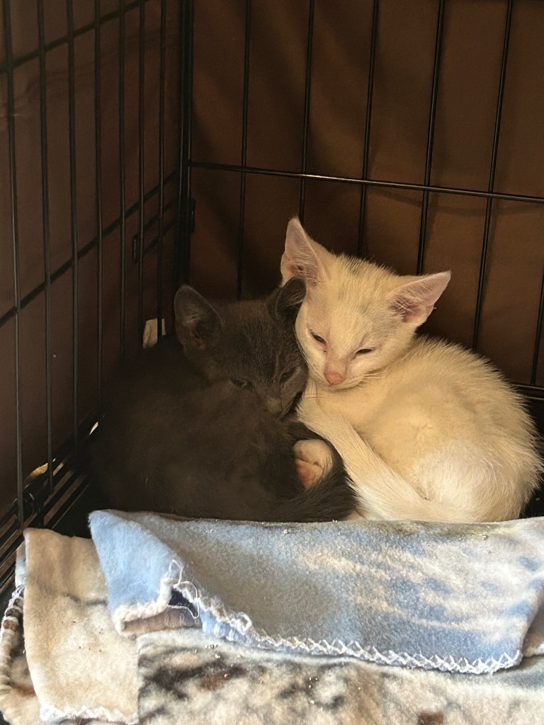 Sugar Bear, an adoptable American Shorthair in Claremore, OK, 74017 | Photo Image 3