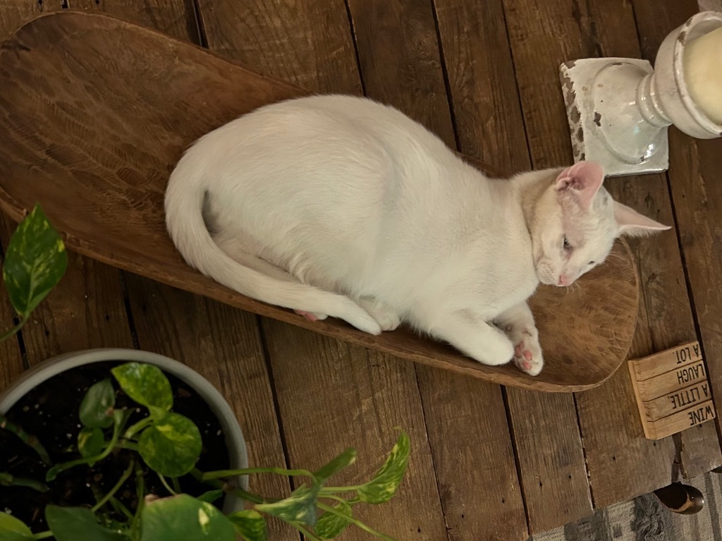Sugar Bear, an adoptable American Shorthair in Claremore, OK, 74017 | Photo Image 5
