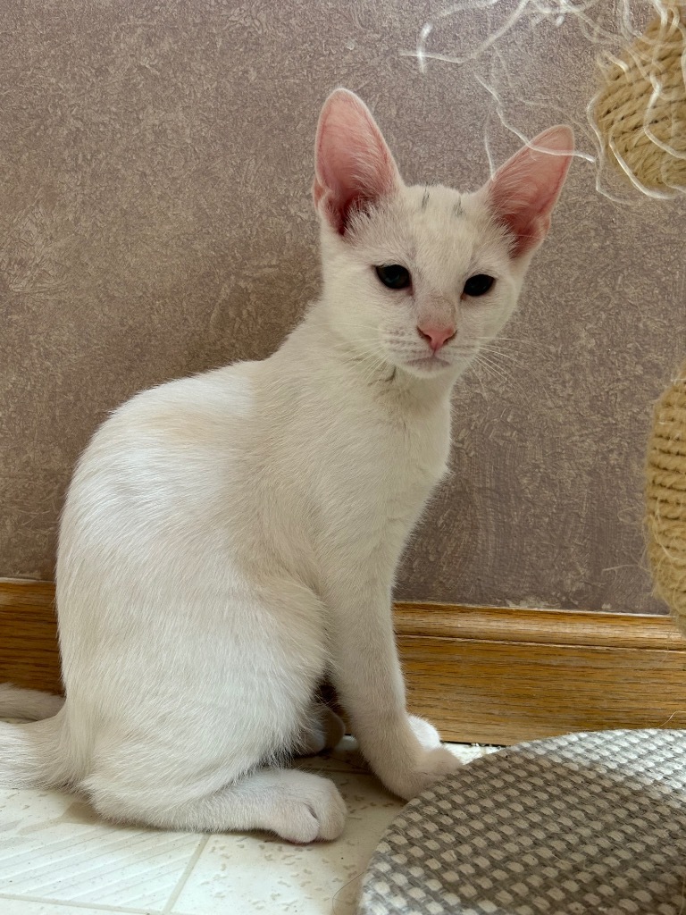 Sugar Bear, an adoptable American Shorthair in Claremore, OK, 74017 | Photo Image 6