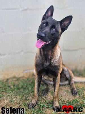 Selena the female shepherdMalinois EXPERIENCED MALINOIS OWNERS NEED ONLY APPLY Age Around 2 yea