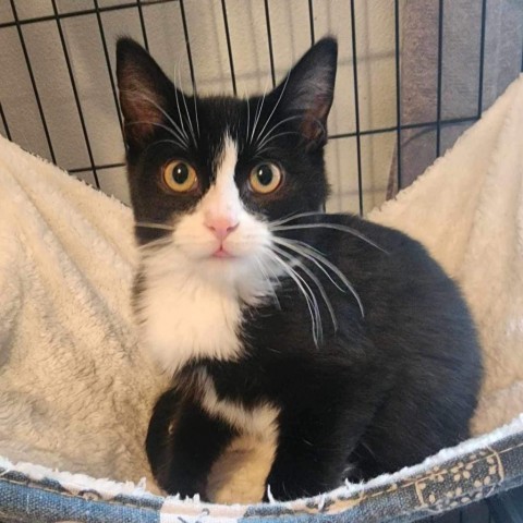 Tux Landis, an adoptable Domestic Short Hair in Eagle Mountain, UT, 84005 | Photo Image 1