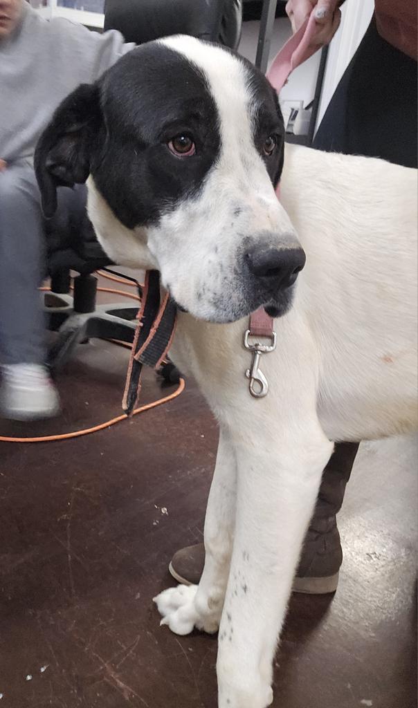 John (Bobby), an adoptable Great Dane, Great Pyrenees in Pahrump, NV, 89048 | Photo Image 1