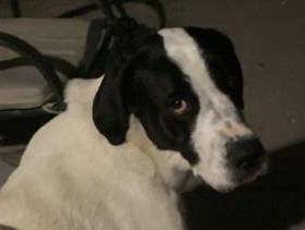 John (Bobby), an adoptable Great Dane, Great Pyrenees in Pahrump, NV, 89048 | Photo Image 2