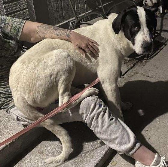 John (Bobby), an adoptable Great Dane, Great Pyrenees in Pahrump, NV, 89048 | Photo Image 3