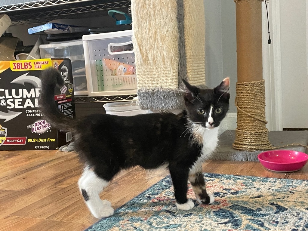 Pumpkin Leavitt, an adoptable Domestic Short Hair in Gorham, ME, 04038 | Photo Image 1