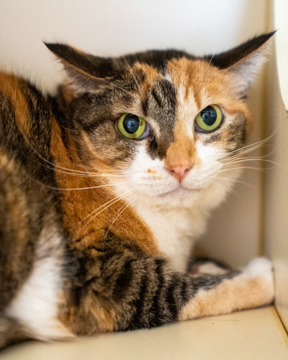 Stella, an adoptable Domestic Short Hair in Pequot Lakes, MN, 56472 | Photo Image 3