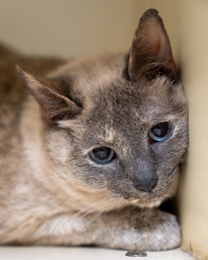 Harriet, an adoptable Domestic Short Hair in Pequot Lakes, MN, 56472 | Photo Image 1