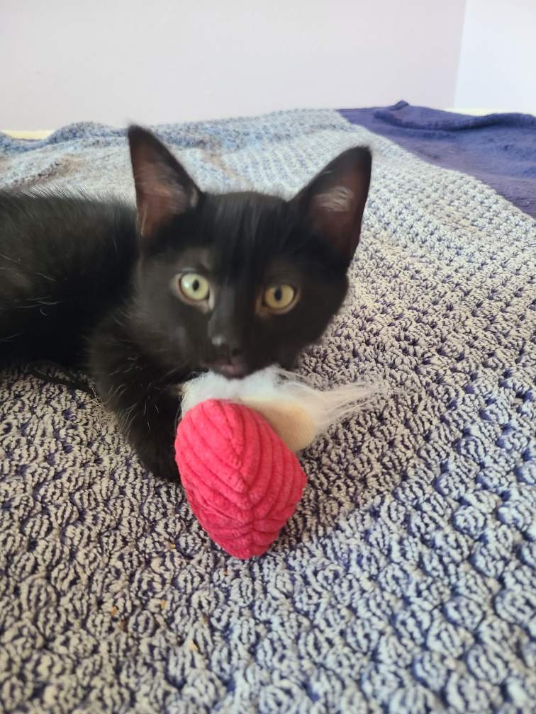 Cat for adoption - SPRITE - Bonded with Soot, a Domestic Short Hair Mix ...