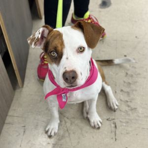 Animal Profile Sahara is an estimated 3 year old 45 lb female pitbull terrier mix who will be joini