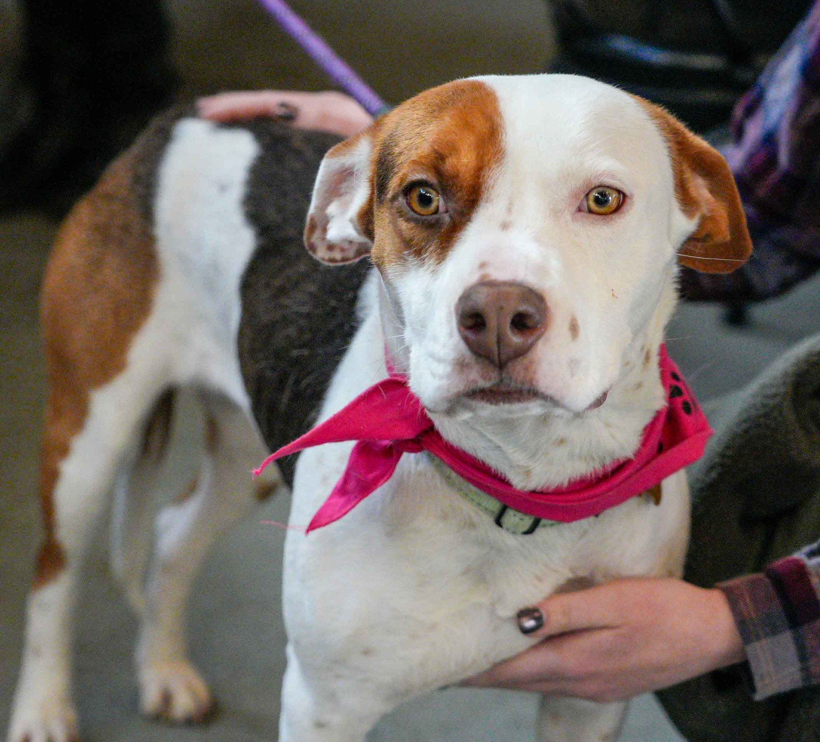 Sahara, an adoptable Terrier in Bothell, WA, 98021 | Photo Image 1