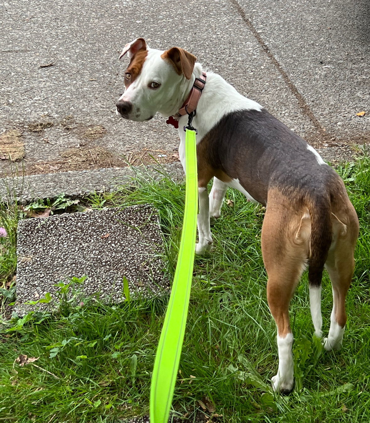 Sahara, an adoptable Terrier in Bothell, WA, 98021 | Photo Image 2