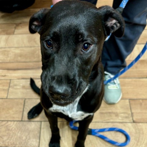 Marie, an adoptable Mixed Breed in Sioux Falls, SD, 57106 | Photo Image 1