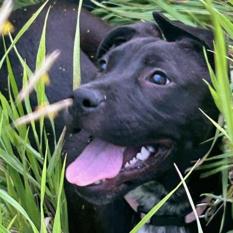 Marie, an adoptable Mixed Breed in Sioux Falls, SD, 57106 | Photo Image 2