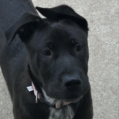 Marie, an adoptable Mixed Breed in Sioux Falls, SD, 57106 | Photo Image 3