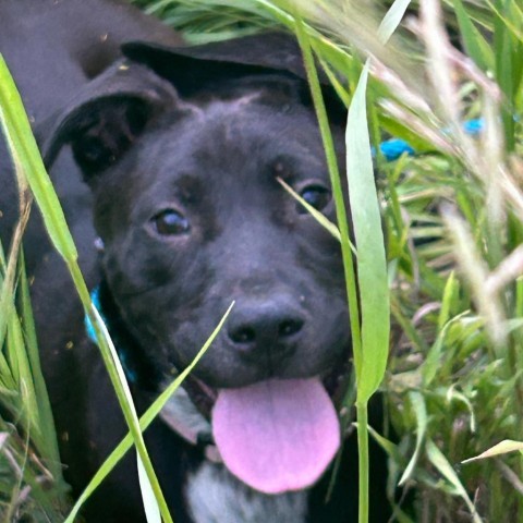 Marie, an adoptable Mixed Breed in Sioux Falls, SD, 57106 | Photo Image 4