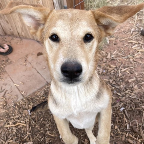 French Roast, an adoptable Mixed Breed in Moab, UT, 84532 | Photo Image 1