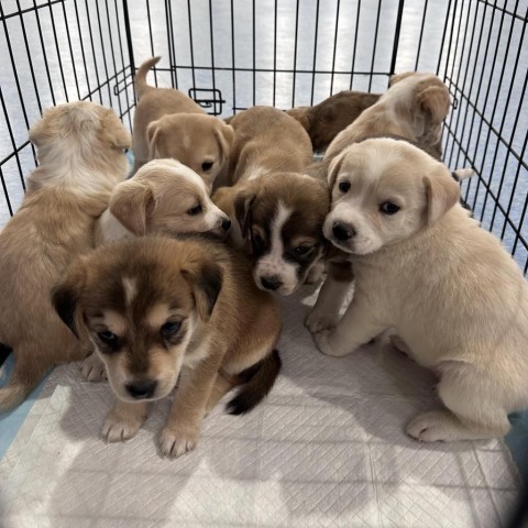 French Roast, an adoptable Mixed Breed in Moab, UT, 84532 | Photo Image 2