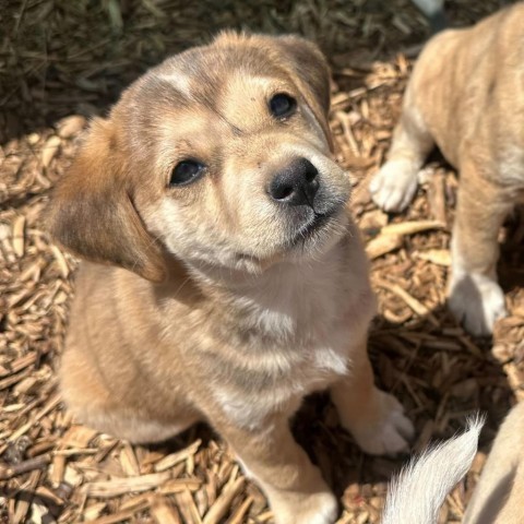 French Roast, an adoptable Mixed Breed in Moab, UT, 84532 | Photo Image 3