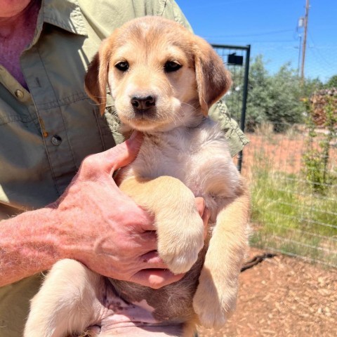 French Roast, an adoptable Mixed Breed in Moab, UT, 84532 | Photo Image 4