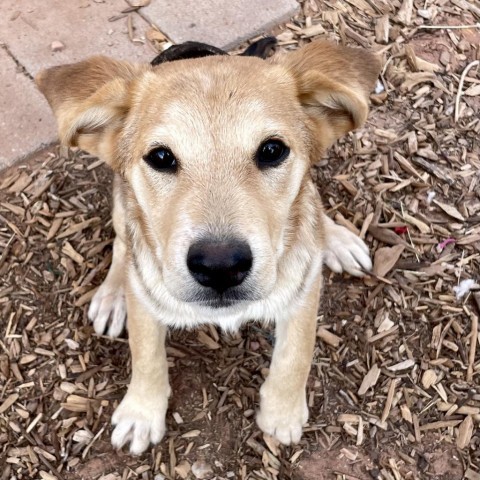 French Roast, an adoptable Mixed Breed in Moab, UT, 84532 | Photo Image 5