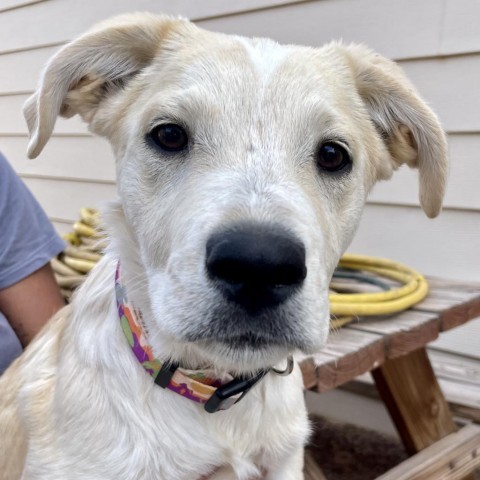 Pour-over Pete, an adoptable Mixed Breed in Moab, UT, 84532 | Photo Image 1