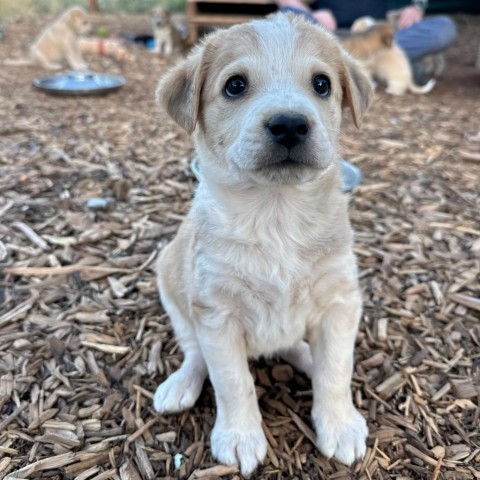 Pour-over Pete, an adoptable Mixed Breed in Moab, UT, 84532 | Photo Image 2