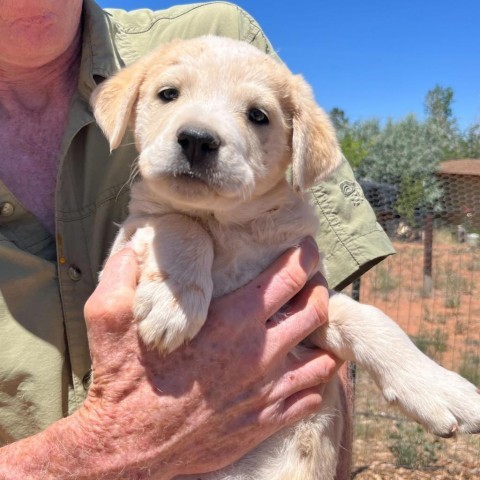 Pour-over Pete, an adoptable Mixed Breed in Moab, UT, 84532 | Photo Image 4