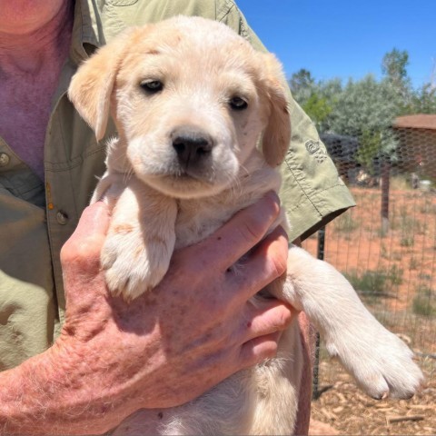 Pour-over Pete, an adoptable Mixed Breed in Moab, UT, 84532 | Photo Image 5